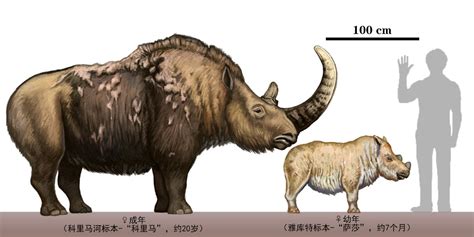 woolly rhino size comparison.